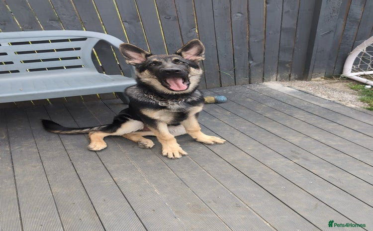 German Shepherd dogs - Advert 3