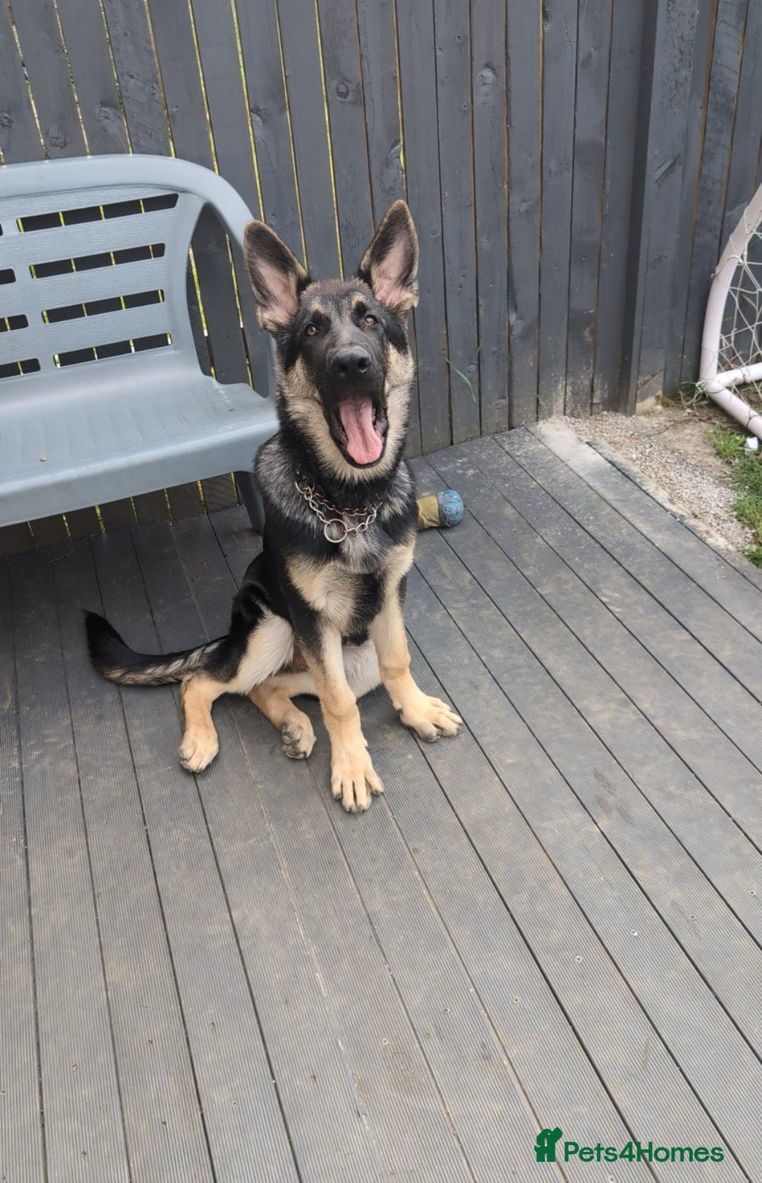 German Shepherd dogs for sale: 5 month male German shepherd - Image 1