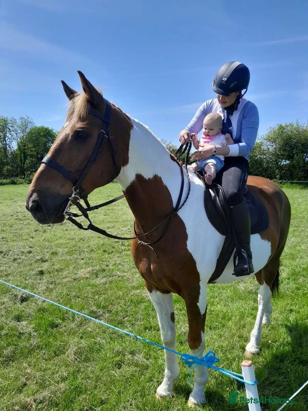 English Thoroughbred horses for sale: prince for sale. in Llantwit Major - Advert 12
