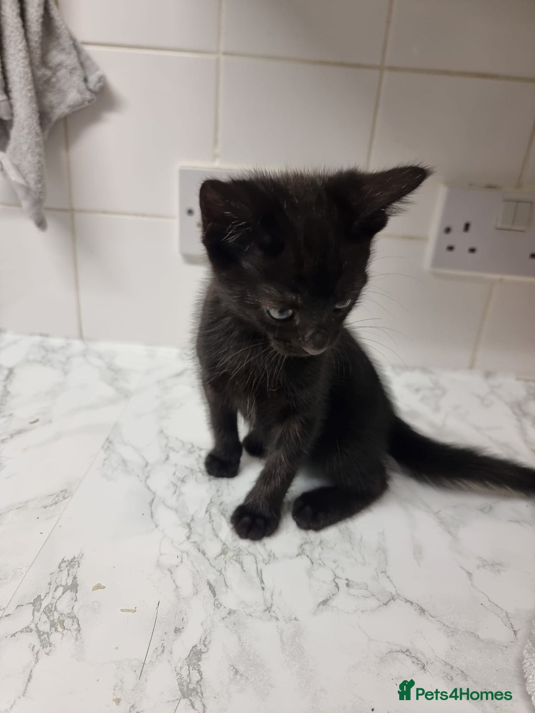 Domestic Shorthair cats for sale: 5 Beautiful Kittens Looking for Forever Homes - Image 6