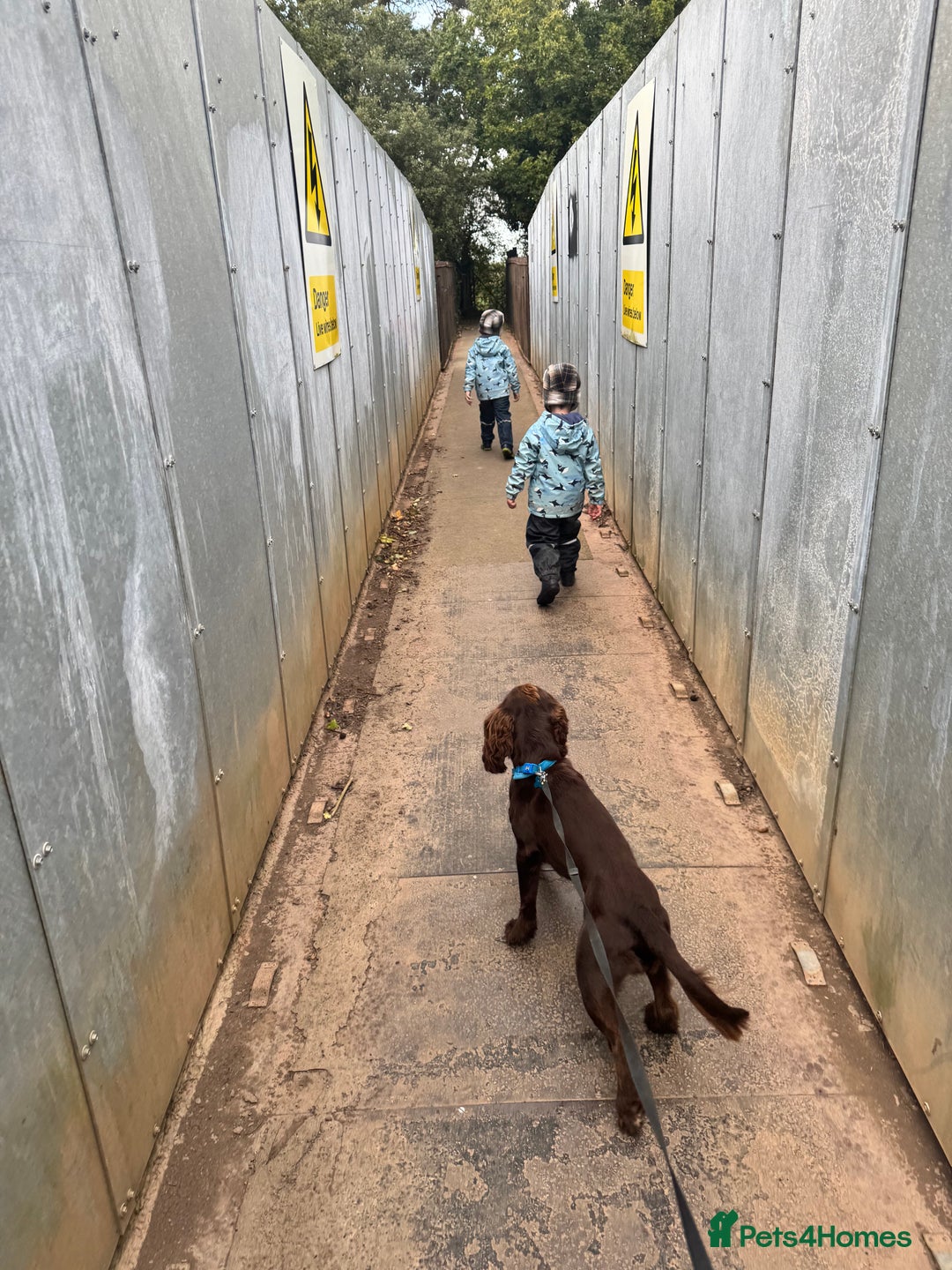 Cocker Spaniel dogs for sale: Chocolate Cocker  - Advert 10