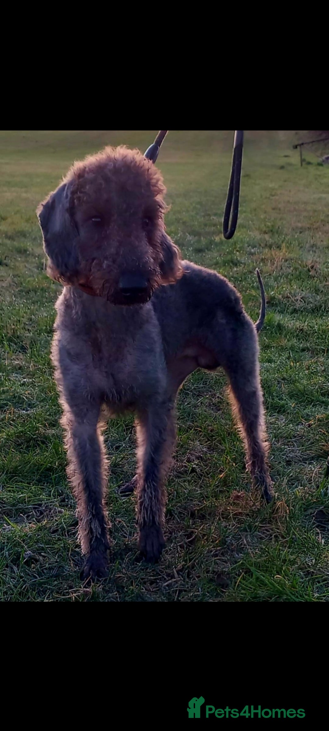 Bedlington Terrier dogs Blue Bedlington terrier for stud CT clear   - Advert 2