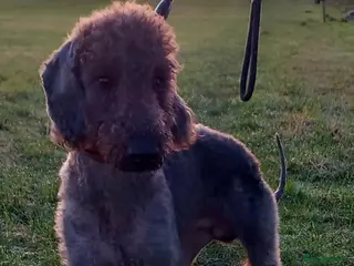 Bedlington Terrier dogs Blue Bedlington terrier for stud CT clear - Advert 2