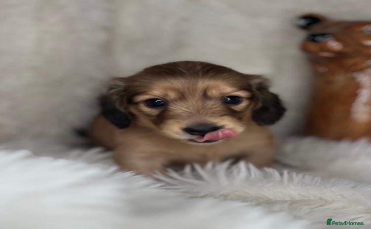 Dachshund dogs - Advert 2