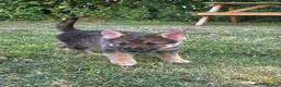 Tamaskan dogs for sale: Tamaskan Puppies *Health Tested Parents* - Advert 11