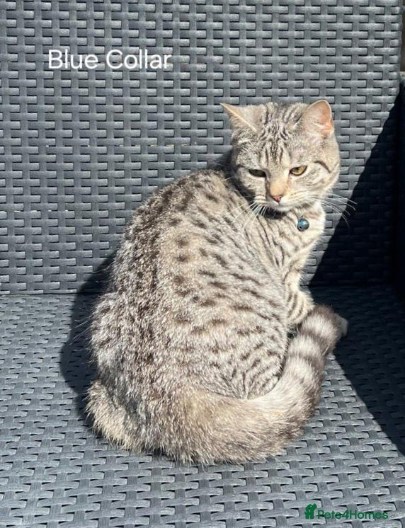 British Shorthair cats British Shorthair 4 boys and 2 girls - Advert 2