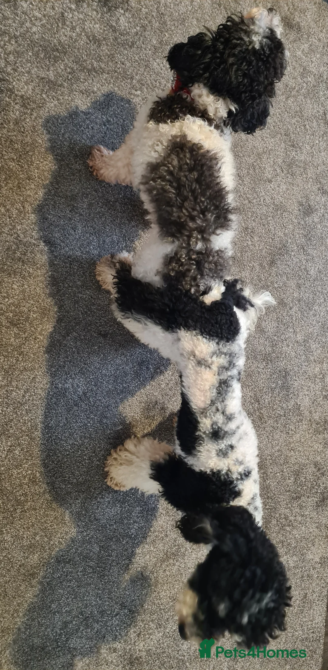 Toy Poodle dogs for stud: Health Tested Tri Toy in Birkenhead - Advert 9