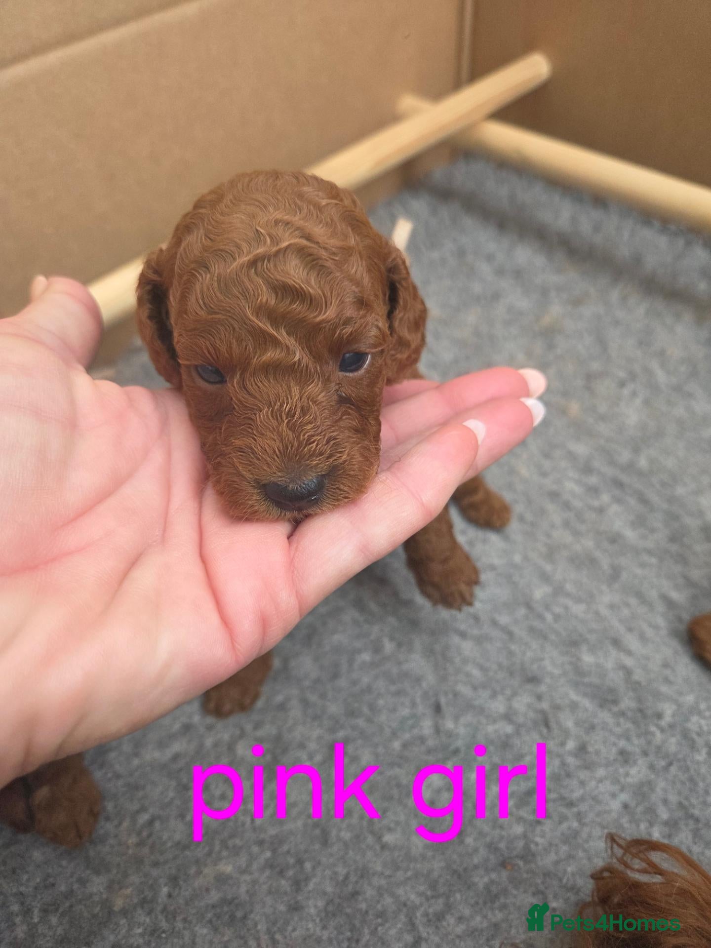Cavapoo dogs Deep Red f1b toy cavapoos, health tested parents  - Advert 1