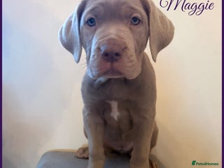 Mastiff dogs Neapolitan x Cane Corso Mix - Advert 2