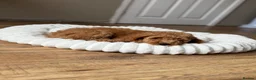 Cavapoo dogs for sale: ** REDUCED - READY NOW ** F1B Cavapoo Puppiess - Advert 5