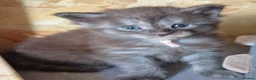 Maine Coon cats for sale: 1 Boy 1 Girl TAKE HOME TODAY - Advert 14