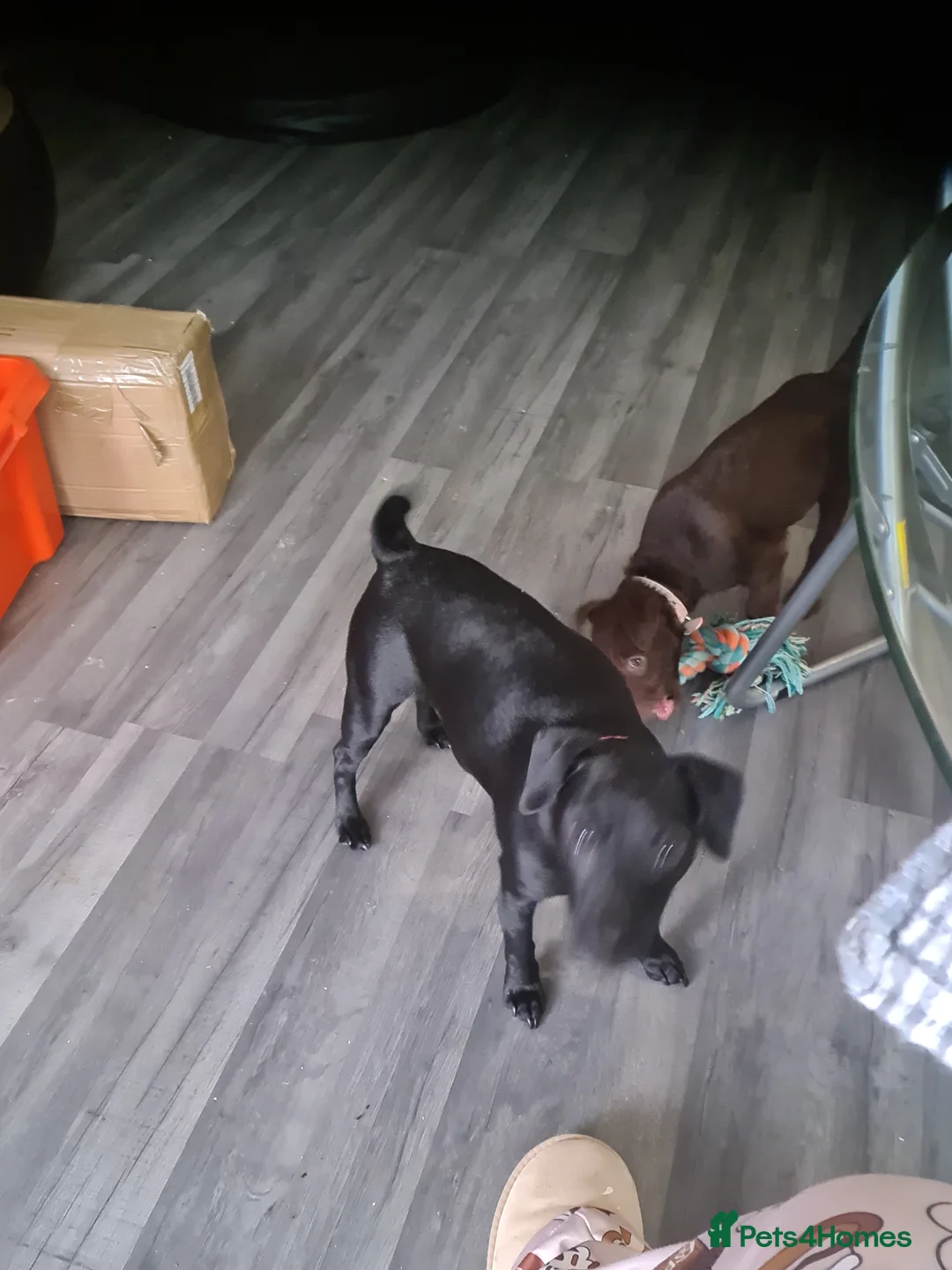Patterdale Terrier dogs for sale: Beautiful chocolate Paterdale Terrier 4 months old in Stevenage - Advert 15