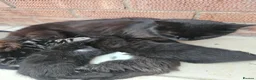 Mixed Breed cats for sale: Ragdol mix Kittens  - Advert 1
