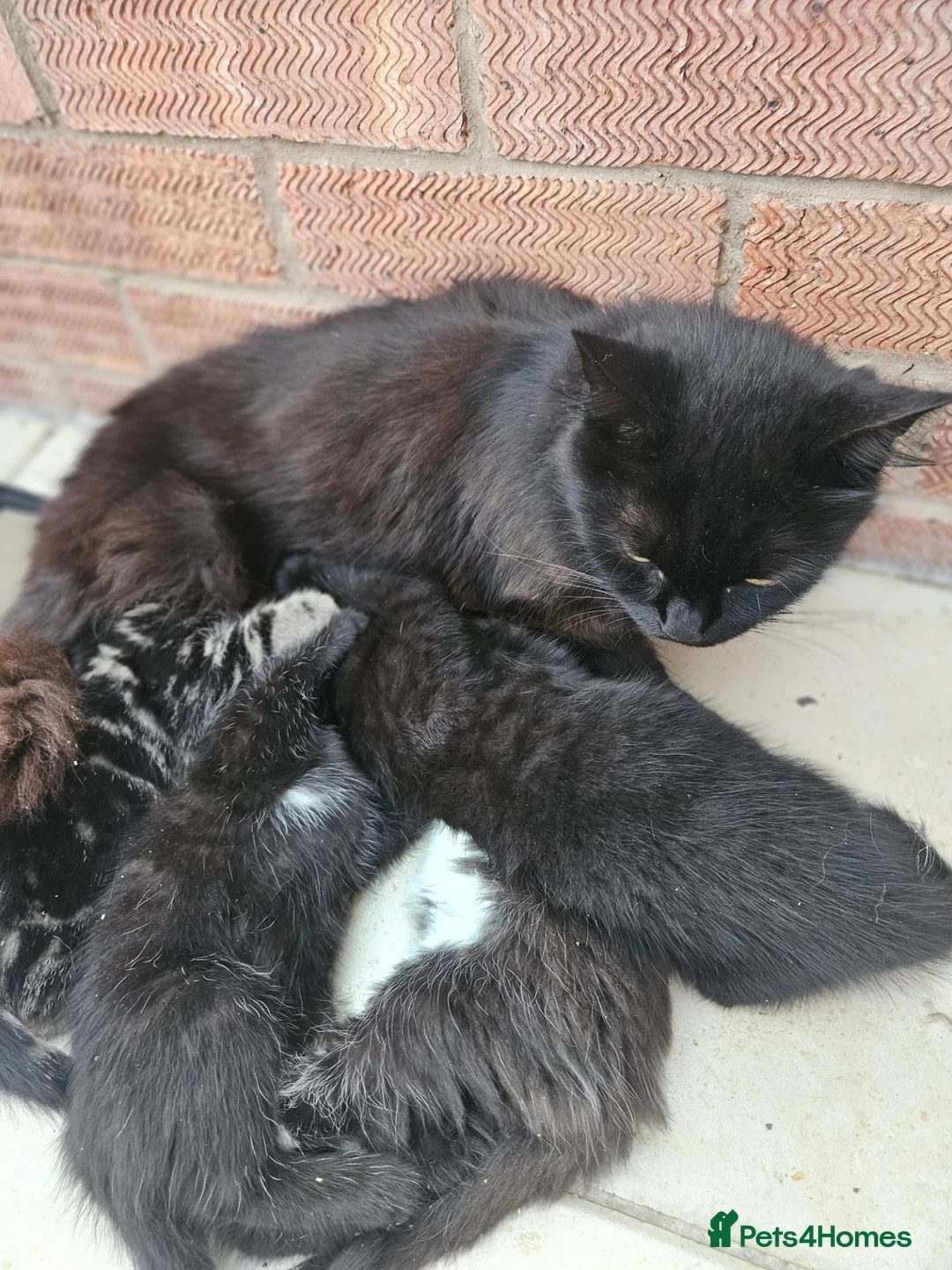 Mixed Breed cats for sale: Ragdol mix Kittens  - Advert 1