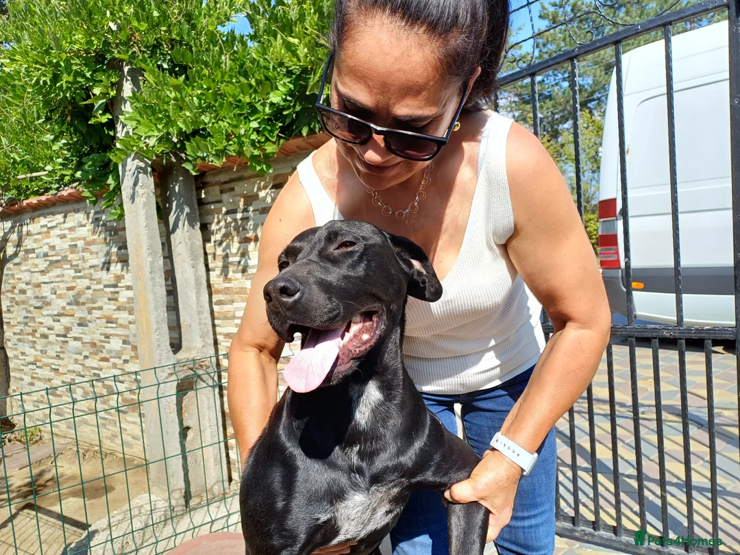 Mixed Breed dogs for adoption: Beautiful and Gentle JULIETTE - for a Loving Home in Nottingham - Advert 30