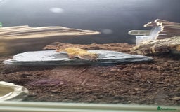 Leopard Gecko reptiles for sale: Leopard gecko  - Image 8