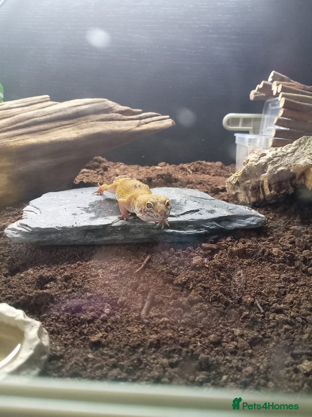 Leopard Gecko reptiles for sale: Leopard gecko  - Image 8