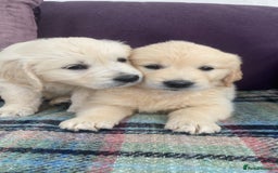 Golden Retriever dogs for sale: K. C stunning Puppies  - Image 13