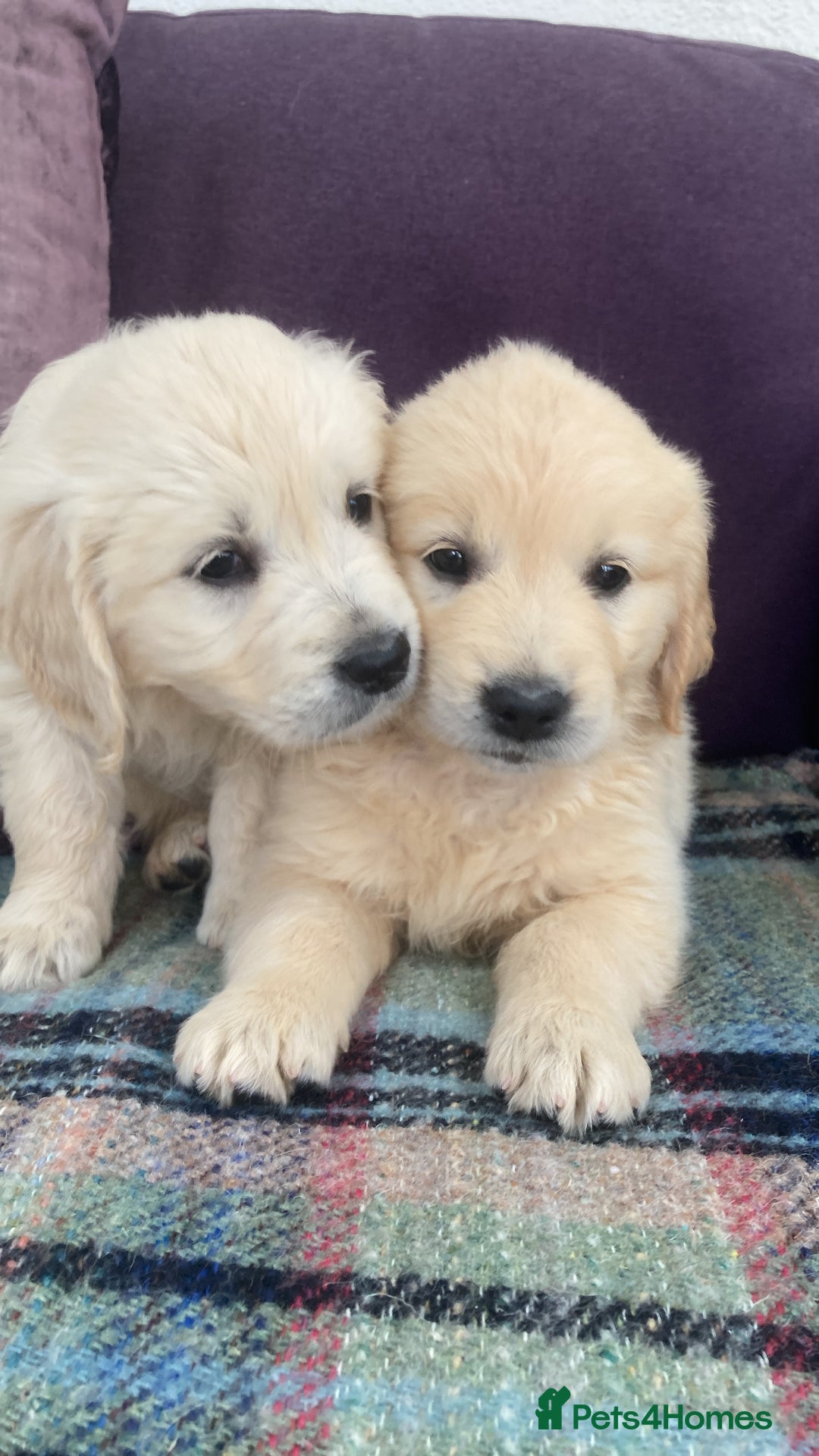 Golden Retriever dogs for sale: K. C stunning Puppies  - Image 13