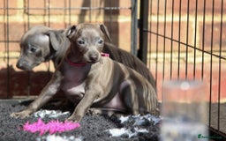 Italian Greyhound dogs for sale: 2 Stunning Italian Greyhound males left only £1800 in Norwich - Image 17