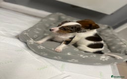 Jack Russell dogs for sale: 5 jack Russel puppies  - Image 11