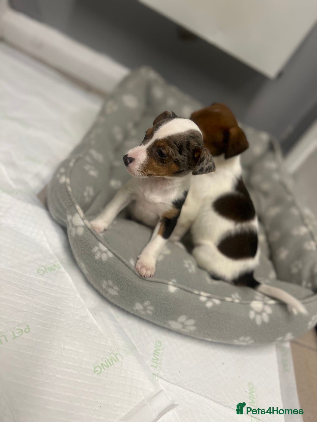 Jack Russell dogs for sale: 5 jack Russel puppies  - Image 11