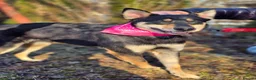 Mixed Breed dogs for adoption: ❤️🐶 CHLOE – THE KIND OF DOG EVERYONE DREAMS OF in Swindon - Advert 12