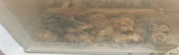Quail poultry for sale: Jumbo Coturnix Quails and fertile eggs for sale - Advert 4