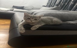 Scottish Fold cats for sale: Scottish fold kitten  - Image 14