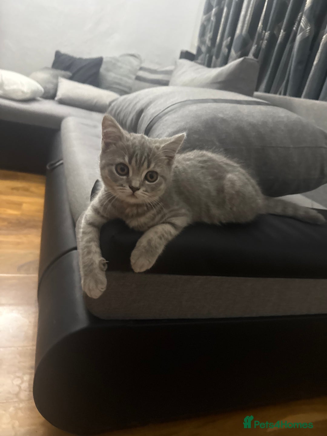 Scottish Fold cats for sale: Scottish fold kitten  - Image 14