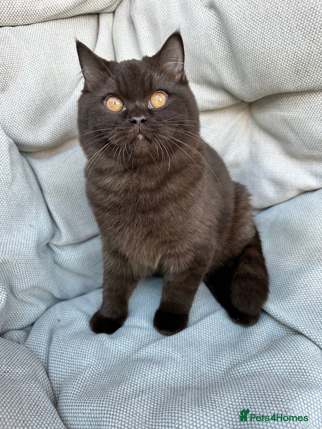 British Shorthair cats for sale: Ready British Shorthair Chunky Kittens - Advert 13