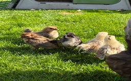 Chickens poultry for sale: Serama chicks for sale  - Image 5
