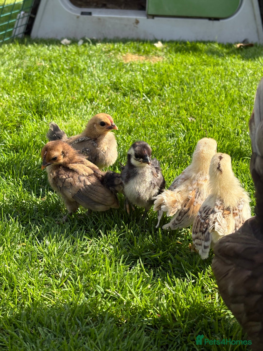 Chickens poultry for sale: Serama chicks for sale  - Image 5