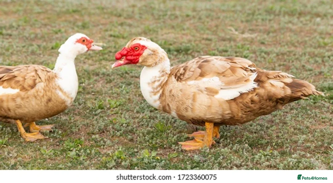 Ducks poultry for sale: Muscovites ducks for sale  - Advert 4