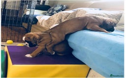 Boxer dogs for sale: BEAUTIFUL BOXER PUPPIES BOBTAIL AND TAIL - Image 10