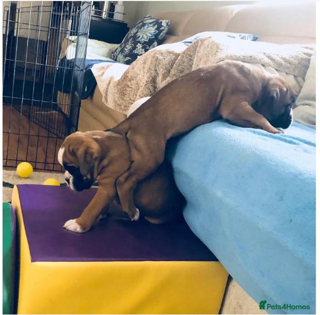 Boxer dogs for sale: BEAUTIFUL BOXER PUPPIES BOBTAIL AND TAIL - Image 10