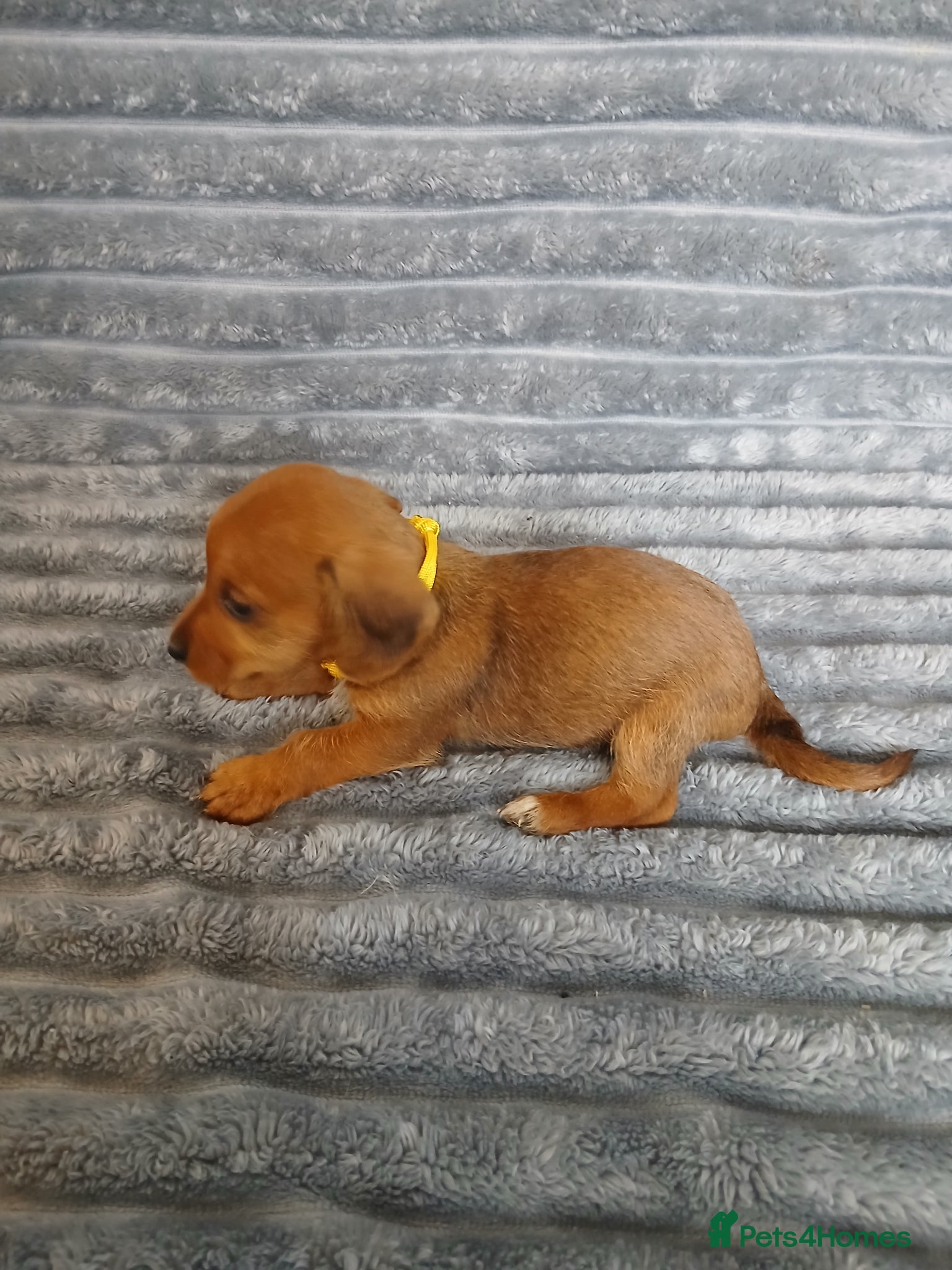 Mixed Breed dogs for sale: 8 dachshund x jack Russel puppies  in Henfield - Advert 12