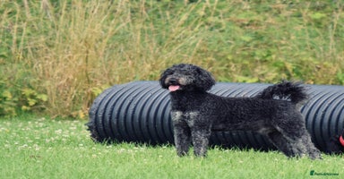 Goldendoodle dogs - Advert 5