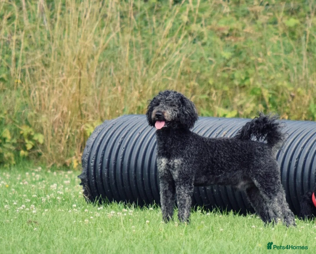 Goldendoodle dogs for stud: Exceptional Rare Colour GoldenDoodle Stud - Advert 3