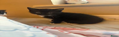 Domestic Shorthair Kitten 3