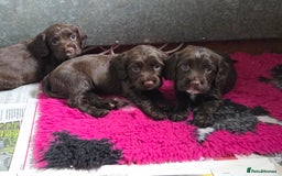 Sprocker dogs for sale: 6 beautiful Sprockers for sale - Image 1