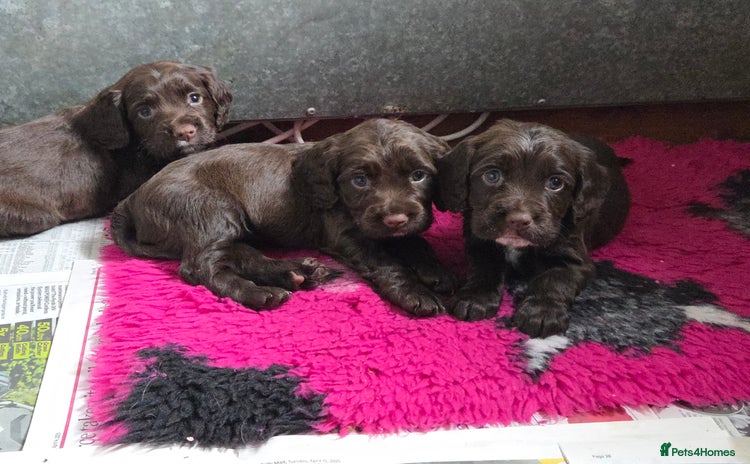 Sprocker dogs - Advert 2