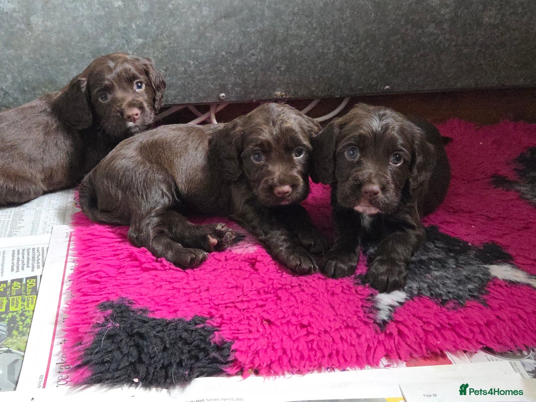 Sprocker dogs for sale: 6 beautiful Sprockers for sale - Image 1