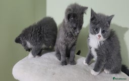 Russian Blue cats for sale: Pure Russian blue kittens  - Image 4