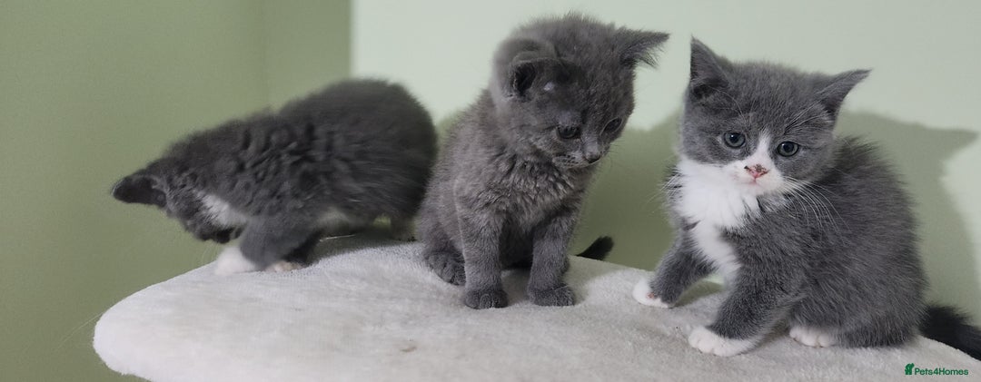 Russian Blue cats for sale: Pure Russian blue kittens  - Image 4