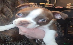 Boston Terrier dogs for sale: Blossom's Beautiful Bostons - Advert 4