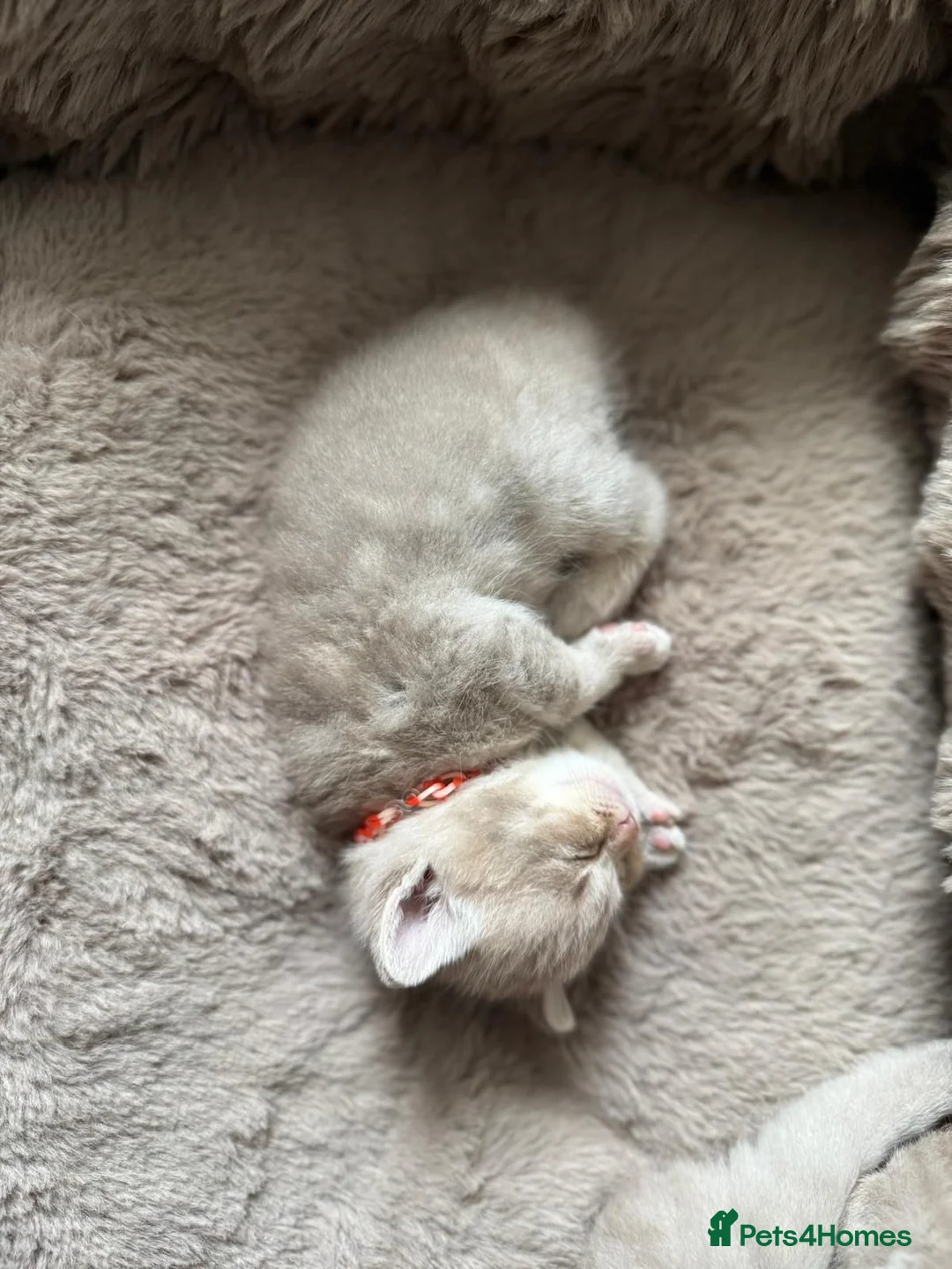British Shorthair cats for sale: Beautiful British kittens Available 🐾🐾❤️ - Advert 2
