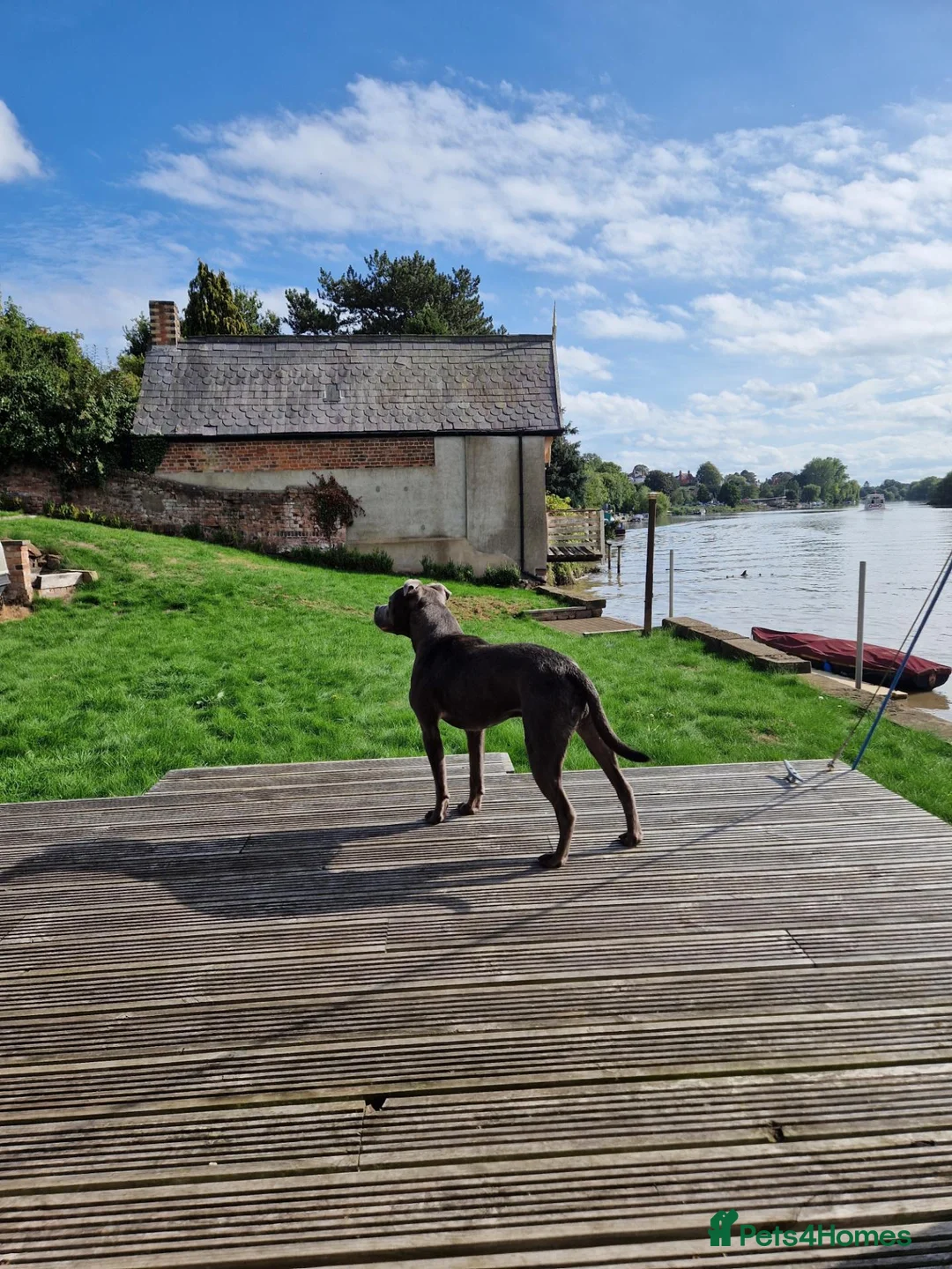 Staffordshire Bull Terrier dogs for sale: Gorgeous Blue Staffi needs a new home - Advert 7