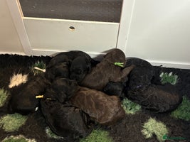 Cockapoo dogs - Advert 2