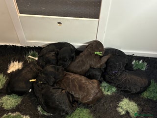 Cockapoo dogs - Advert 16